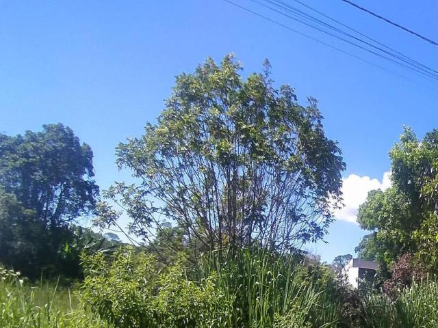 Terreno para Venda em Itapoá - 2